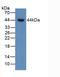 Bone Morphogenetic Protein 15 antibody, LS-C293028, Lifespan Biosciences, Western Blot image 