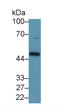 Fc Fragment Of IgG Receptor And Transporter antibody, LS-C373643, Lifespan Biosciences, Western Blot image 