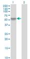 RAN Binding Protein 3 antibody, H00008498-M01, Novus Biologicals, Western Blot image 