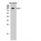 GluA1 antibody, LS-C383712, Lifespan Biosciences, Western Blot image 