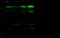 Cleavage and polyadenylation specificity factor subunit 6 antibody, 102954-T46, Sino Biological, Western Blot image 