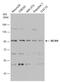 Minichromosome Maintenance Complex Component 4 antibody, GTX110424, GeneTex, Western Blot image 