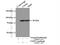 Cleavage Stimulation Factor Subunit 3 antibody, 24290-1-AP, Proteintech Group, Immunoprecipitation image 