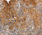 Plasminogen Activator, Urokinase Receptor antibody, MBS2524126, MyBioSource, Immunohistochemistry frozen image 