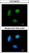 MAF1 Homolog, Negative Regulator Of RNA Polymerase III antibody, LS-C185834, Lifespan Biosciences, Immunocytochemistry image 