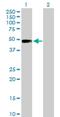 SLAM Family Member 7 antibody, H00057823-B01P, Novus Biologicals, Western Blot image 