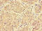 Mediator Complex Subunit 17 antibody, CSB-PA865147LA01HU, Cusabio, Immunohistochemistry frozen image 