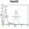 Serpin Family H Member 1 antibody, abx033356, Abbexa, Western Blot image 