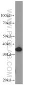 Interleukin 22 Receptor Subunit Alpha 2 antibody, 66190-1-Ig, Proteintech Group, Western Blot image 