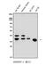 Membrane protein MLC1 antibody, A02920-1, Boster Biological Technology, Western Blot image 