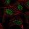 Guanylate Cyclase 1 Soluble Subunit Alpha 1 antibody, HPA058617, Atlas Antibodies, Immunofluorescence image 