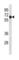 Cyclin B1 antibody, abx034754, Abbexa, Western Blot image 