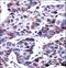 Dual Specificity Phosphatase 9 antibody, LS-C167580, Lifespan Biosciences, Immunohistochemistry frozen image 