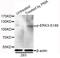 Mitogen-Activated Protein Kinase 6 antibody, STJ22263, St John