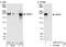 WNK Lysine Deficient Protein Kinase 3 antibody, A301-877A, Bethyl Labs, Immunoprecipitation image 