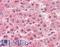 Cathepsin L antibody, LS-B2962, Lifespan Biosciences, Immunohistochemistry frozen image 