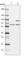 NEDD8 Activating Enzyme E1 Subunit 1 antibody, HPA042041, Atlas Antibodies, Western Blot image 