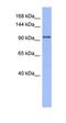 MutS Homolog 4 antibody, orb330175, Biorbyt, Western Blot image 