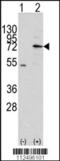 Mitochondrial Intermediate Peptidase antibody, 57-847, ProSci, Western Blot image 