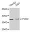 Paraoxonase 2 antibody, MBS126834, MyBioSource, Western Blot image 