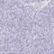 Neuroglobin antibody, PA5-63594, Invitrogen Antibodies, Immunohistochemistry frozen image 