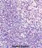 Acidic Nuclear Phosphoprotein 32 Family Member A antibody, abx027565, Abbexa, Immunohistochemistry paraffin image 