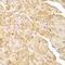 Acid Phosphatase 2, Lysosomal antibody, orb330402, Biorbyt, Immunohistochemistry paraffin image 