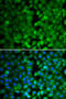 RUNX Family Transcription Factor 3 antibody, abx005510, Abbexa, Western Blot image 