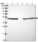 Nicotinamide Phosphoribosyltransferase antibody, HPA047776, Atlas Antibodies, Western Blot image 