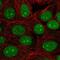 Chromosome 7 Open Reading Frame 50 antibody, NBP2-30873, Novus Biologicals, Immunofluorescence image 