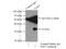 Fibroblast Growth Factor 5 antibody, 18171-1-AP, Proteintech Group, Immunoprecipitation image 