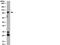 Insulin receptor beta antibody, NB120-10991, Novus Biologicals, Western Blot image 