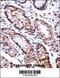 Distal-Less Homeobox 5 antibody, 57-678, ProSci, Immunohistochemistry frozen image 