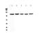 Centrosomal protein CP110 antibody, A05058-1, Boster Biological Technology, Western Blot image 