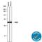Quiescin Sulfhydryl Oxidase 1 antibody, AF2018, R&D Systems, Western Blot image 