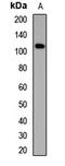 Gamma-Aminobutyric Acid Type B Receptor Subunit 2 antibody, LS-C668464, Lifespan Biosciences, Western Blot image 