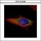 Nicotinate Phosphoribosyltransferase antibody, GTX121545, GeneTex, Immunofluorescence image 