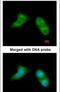 Ubiquitin-conjugating enzyme E2 G2 antibody, PA5-22007, Invitrogen Antibodies, Immunofluorescence image 
