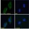 Transmembrane P24 Trafficking Protein 10 antibody, LS-C55601, Lifespan Biosciences, Immunofluorescence image 