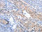 Inhibin Subunit Beta C antibody, CSB-PA971390, Cusabio, Immunohistochemistry frozen image 