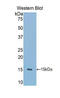 Polymeric Immunoglobulin Receptor antibody, LS-C296002, Lifespan Biosciences, Western Blot image 