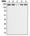 Minichromosome Maintenance Complex Component 3 Associated Protein antibody, GTX55906, GeneTex, Western Blot image 