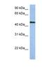 Zinc Finger Protein 766 antibody, NBP1-79354, Novus Biologicals, Western Blot image 