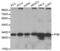 Prohibitin antibody, abx000537, Abbexa, Western Blot image 