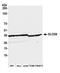 Glyoxalase Domain Containing 4 antibody, A305-664A-M, Bethyl Labs, Western Blot image 