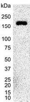 Integrin Subunit Alpha 6 antibody, GTX75044, GeneTex, Western Blot image 