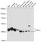 Ribonuclease inhibitor antibody, GTX66433, GeneTex, Western Blot image 