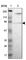 Protein kinase C delta type antibody, HPA001863, Atlas Antibodies, Western Blot image 