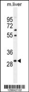 Paired Like Homeobox 2B antibody, TA324399, Origene, Western Blot image 