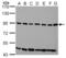 Engulfment And Cell Motility 1 antibody, NBP1-33645, Novus Biologicals, Western Blot image 